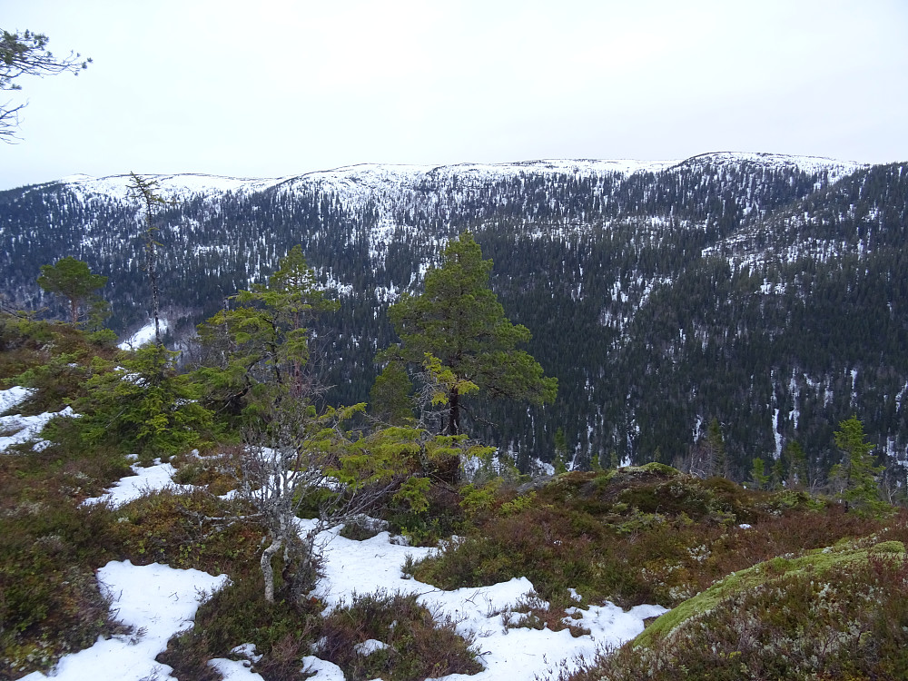Utsikt fra Sjettenbakkhøgda mot Skorven