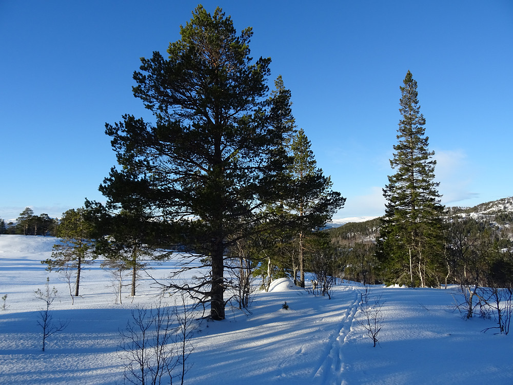 Flotte skiforhold