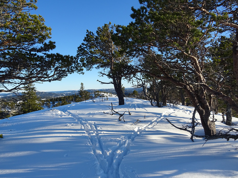 Toppen av Høgberget. (Kalles Grønlihøgda på PB, men det er nabotoppen som er lavere)
