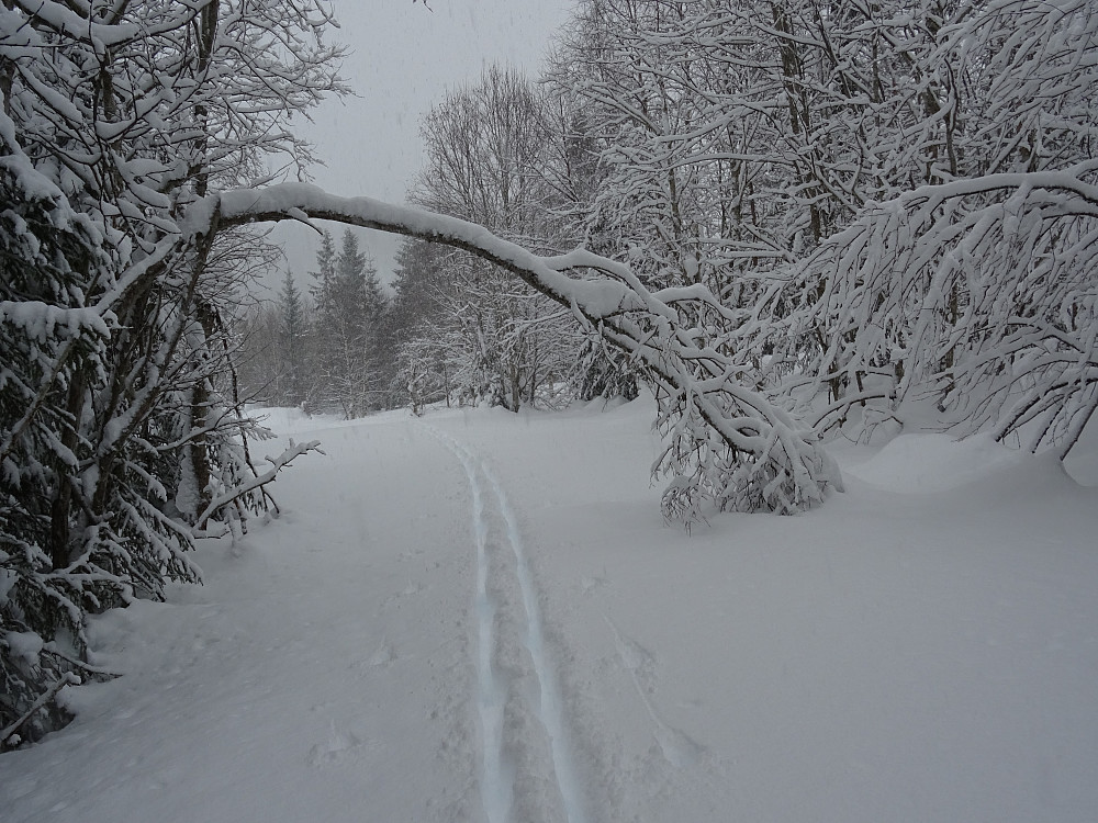 Mye snø langs Bjørndalstjønna