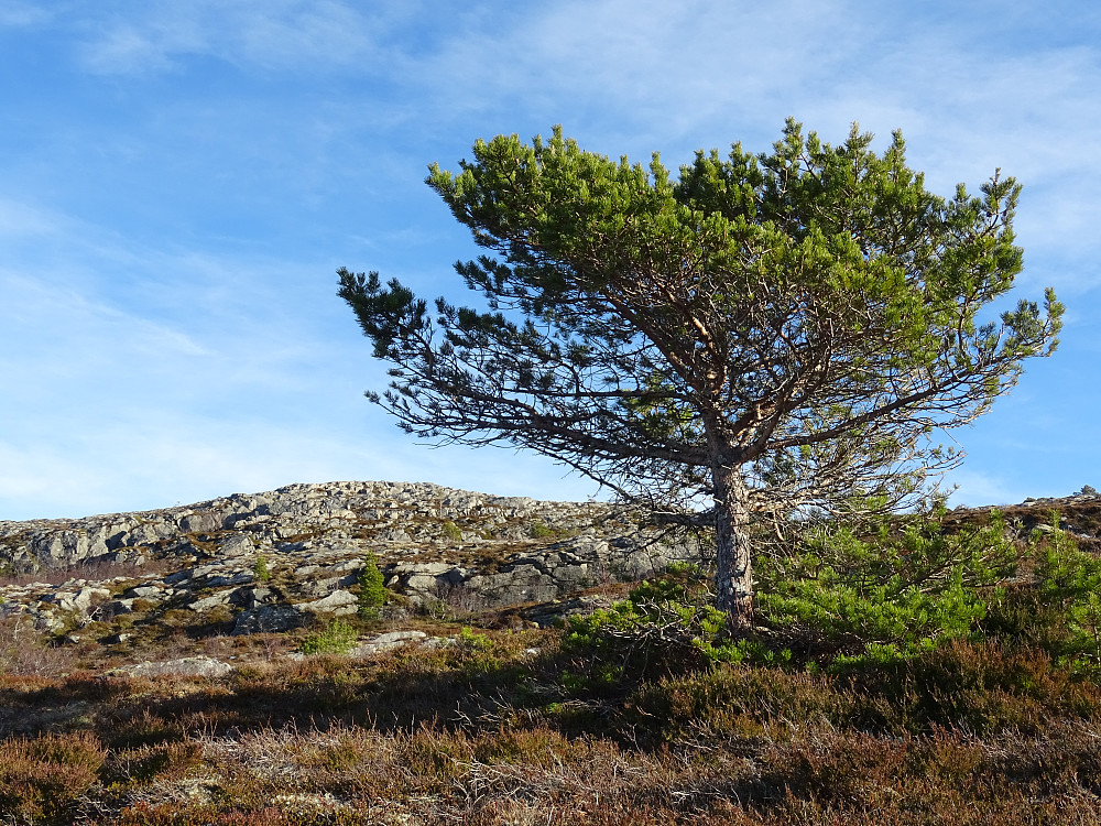 Flott terreng mot Henneskardfjellet