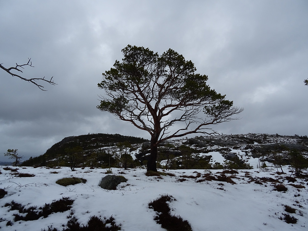 Flott furu mot Bjørkafjellet