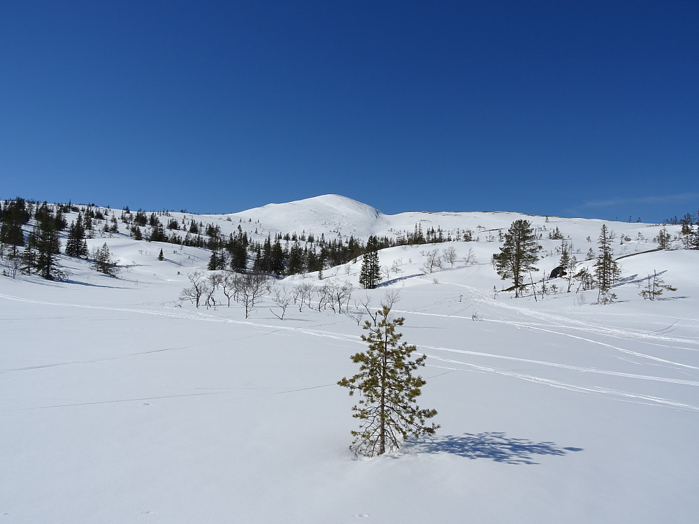 Hårskallen Levanger`s høyeste fjell