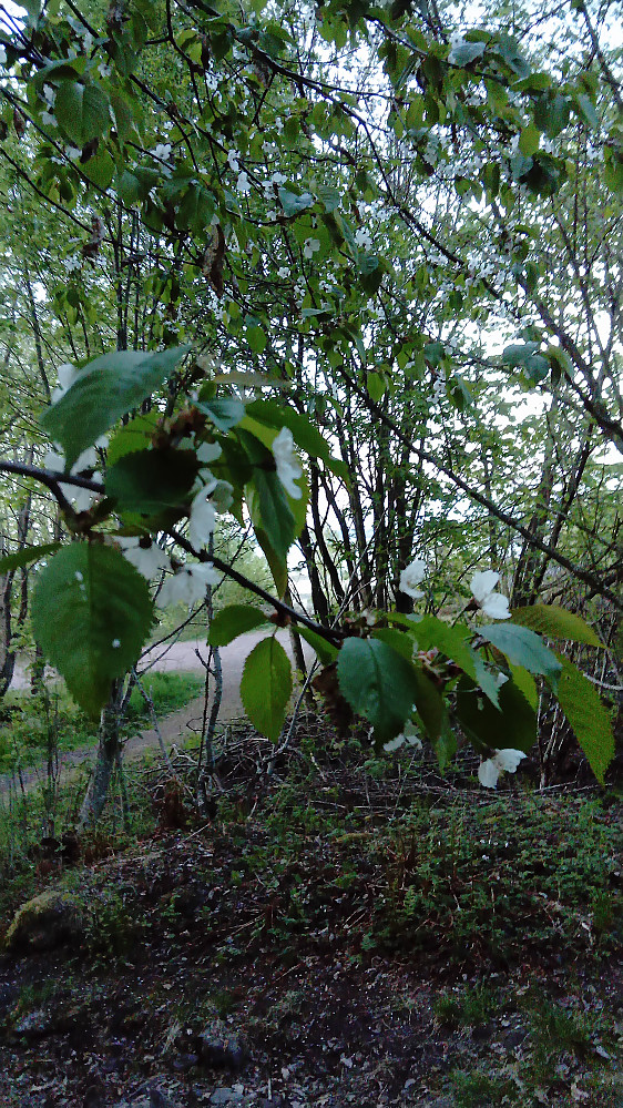 Enda mer blomstring