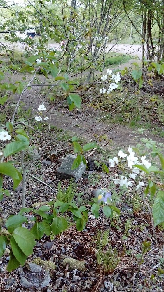 Flott blomstring ved Utsikten
