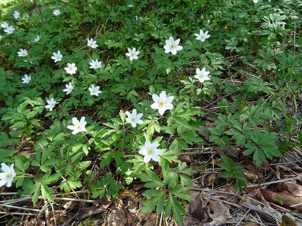 Hvitveisen  blomstrer