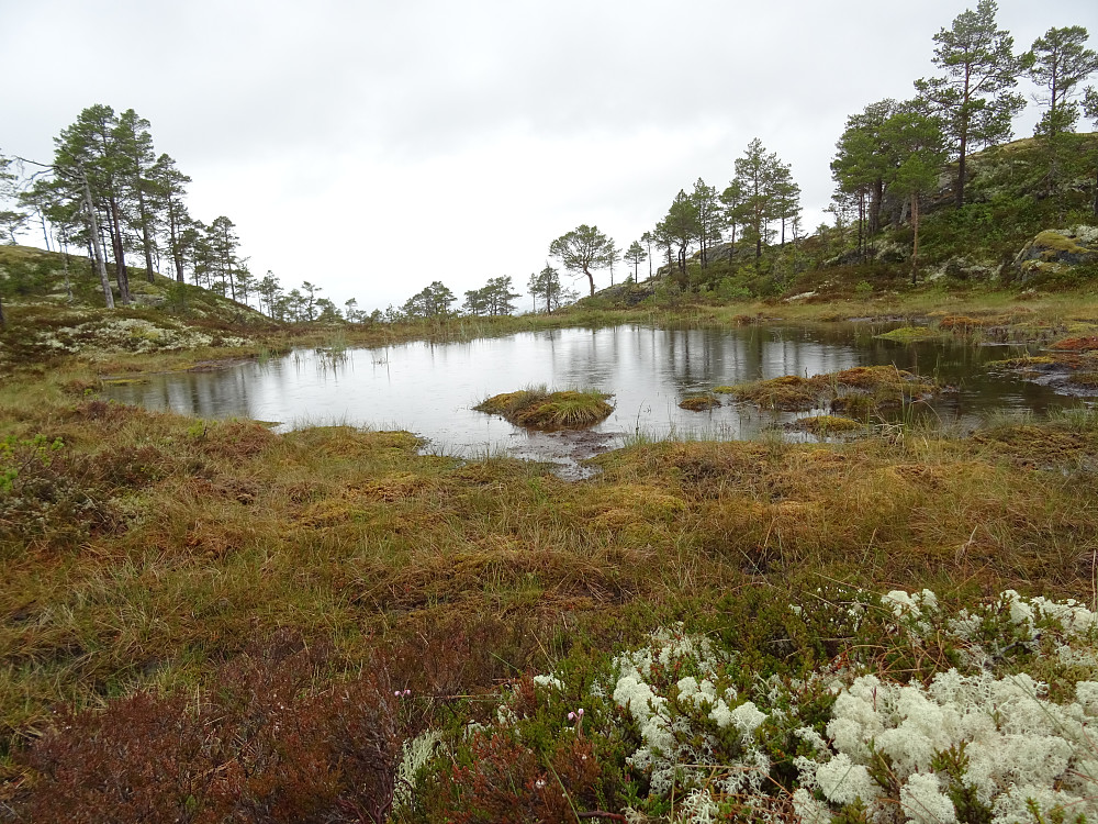 Tjønn ved Bukamyrfjellet