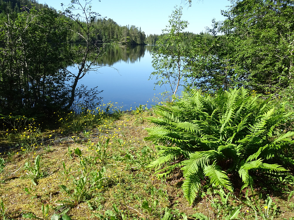 Hovtjønna