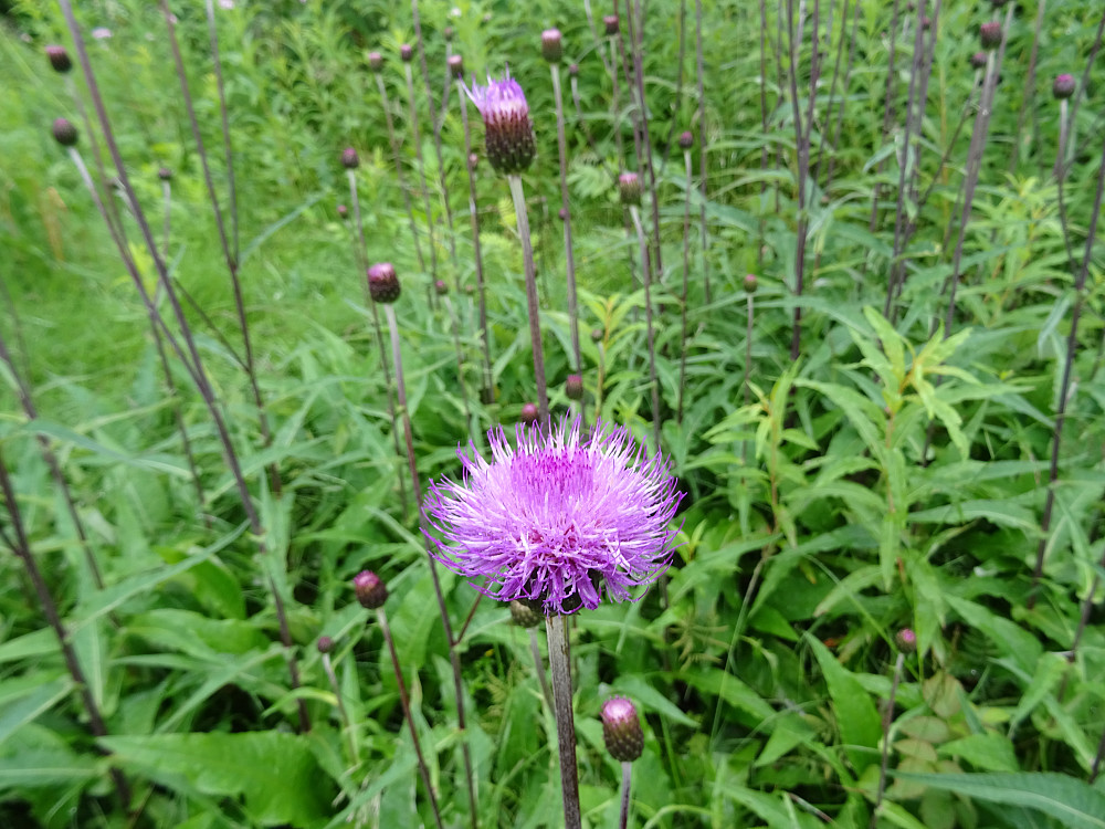 Blomster mot Vollshaugen