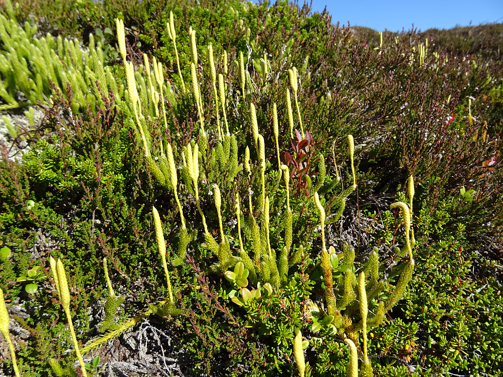 Ukjent plante like før toppen av Hundheia