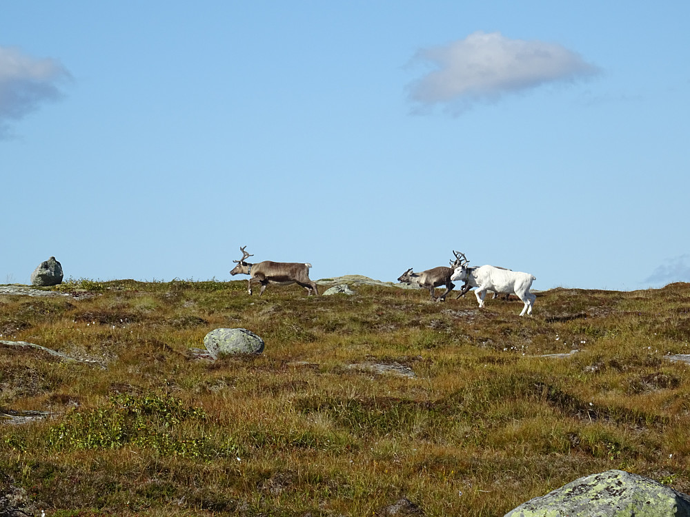 Reinsdyr på Trevassheia