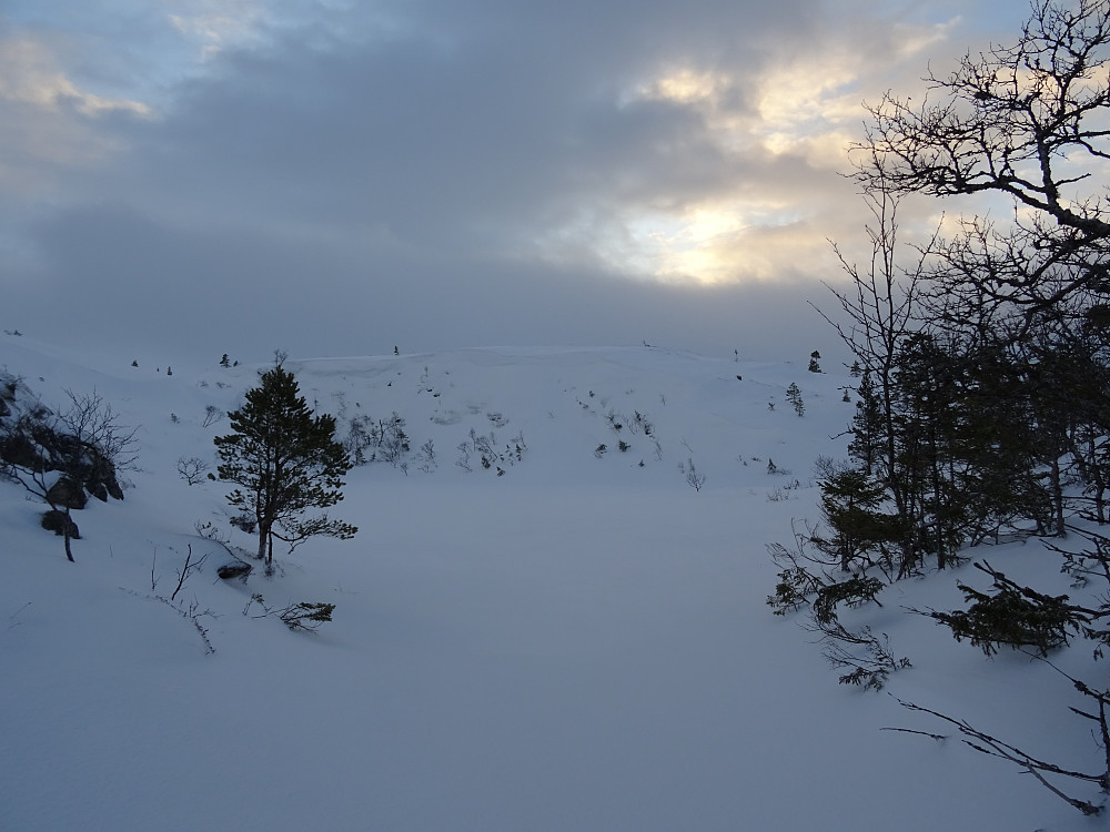 Bukkbladtjønna