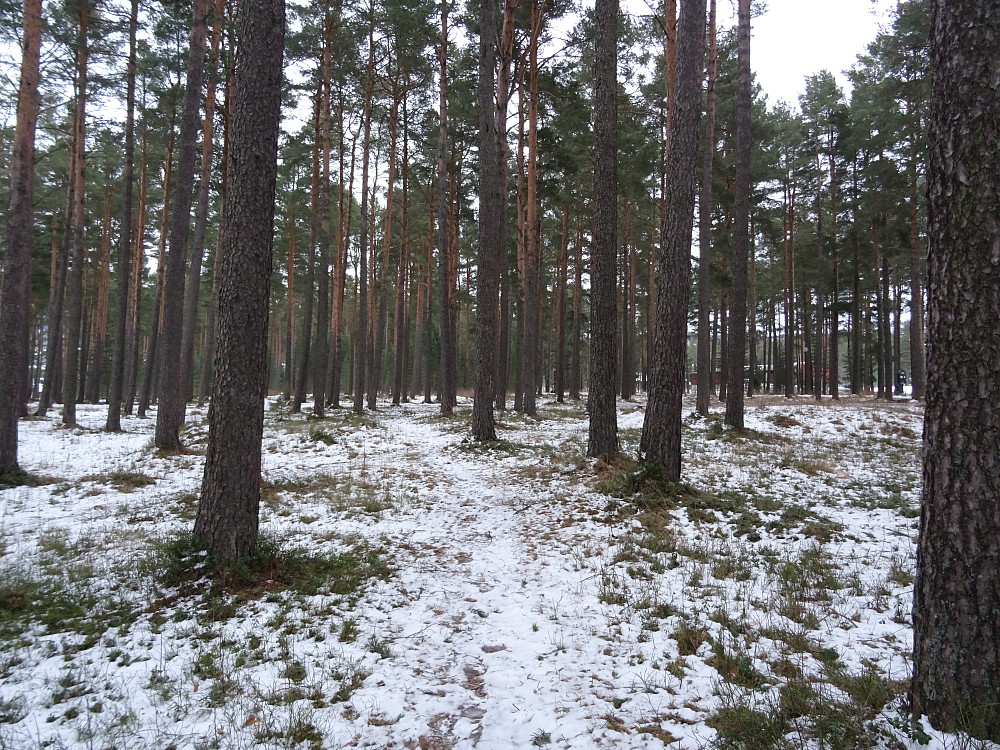 Lite snø blant furutrærne i Sandskogan