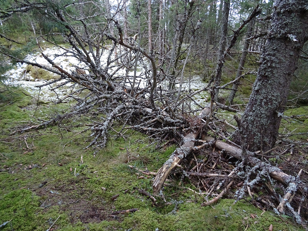 Trefall på Furuberget