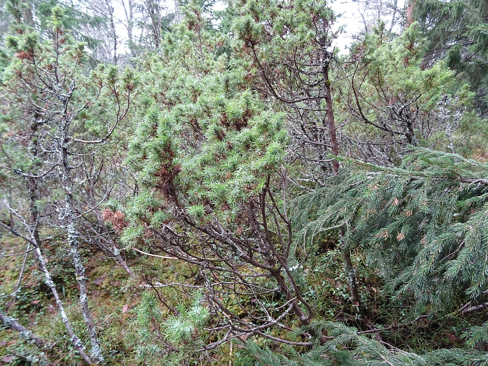 Toppen av Oppheimberga