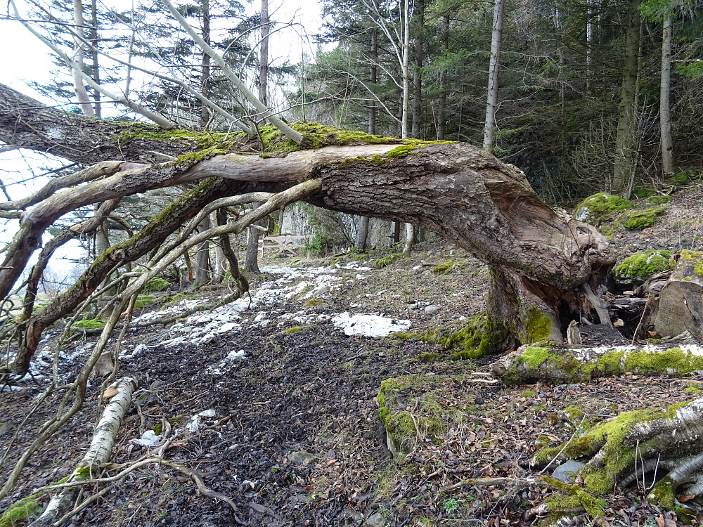 Fra stien mot Fiskviksjøen