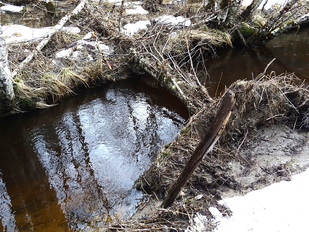 Passering av Høykneselva over et tre
