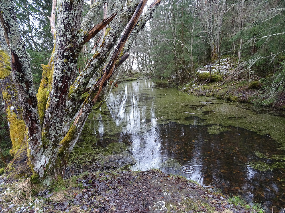 Vakker natur på Bolkhaugen