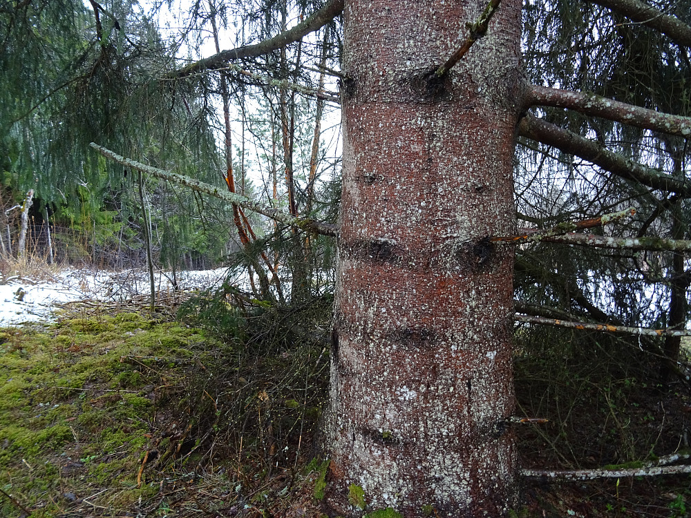 Gammel gran i den fenologiske hagen
