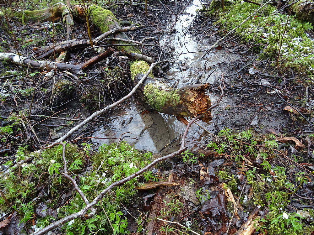 Gammel nedfallsskog 