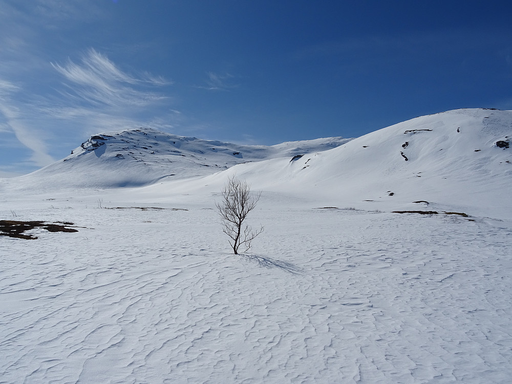 Mot Jomaskaret