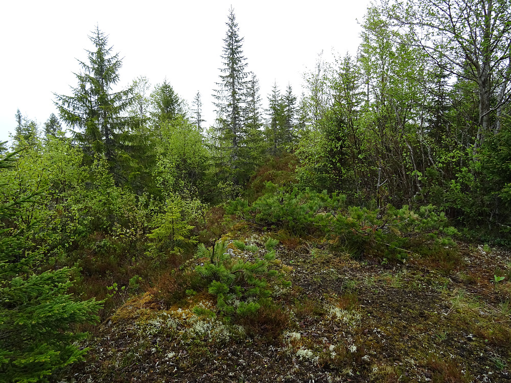 Toppområdet på Hommelvikheia (Storheia)