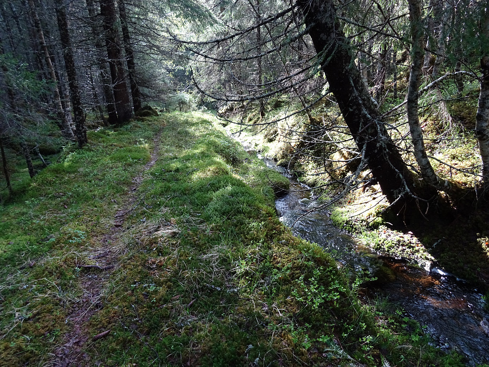 Traktorveien fortsetter ned Tømmerdalen