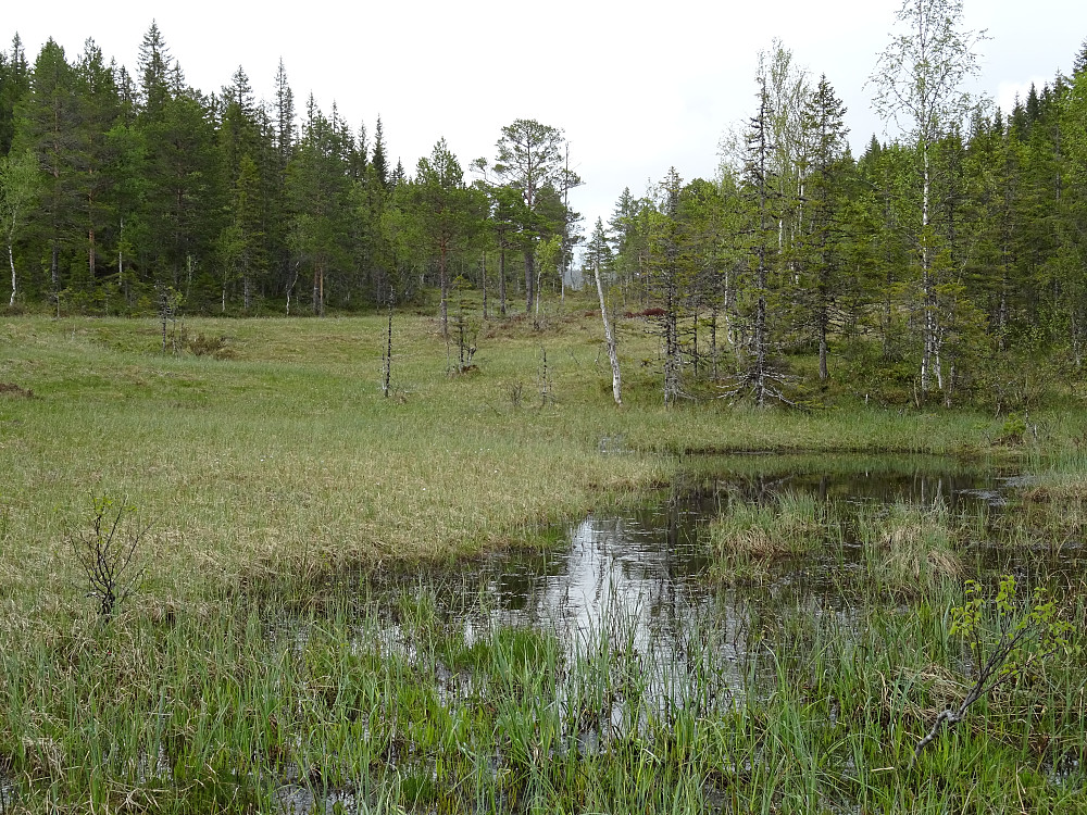 Traktorveien går til myra. Ausvasskammen til venstre