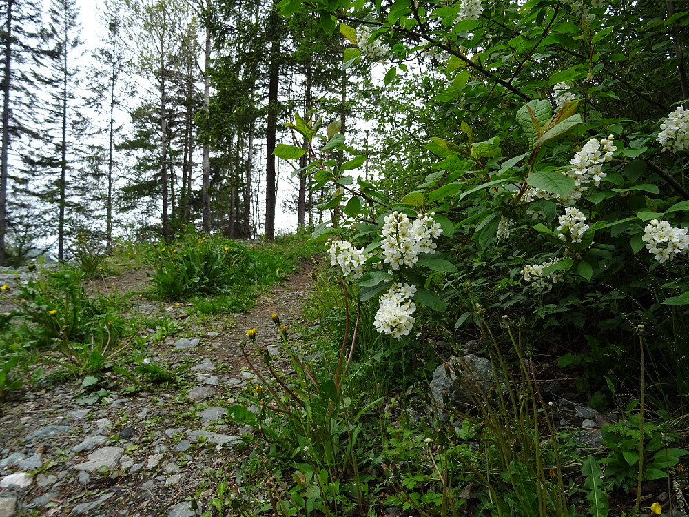 Flott start på vei opp mot Steinshåmmåren