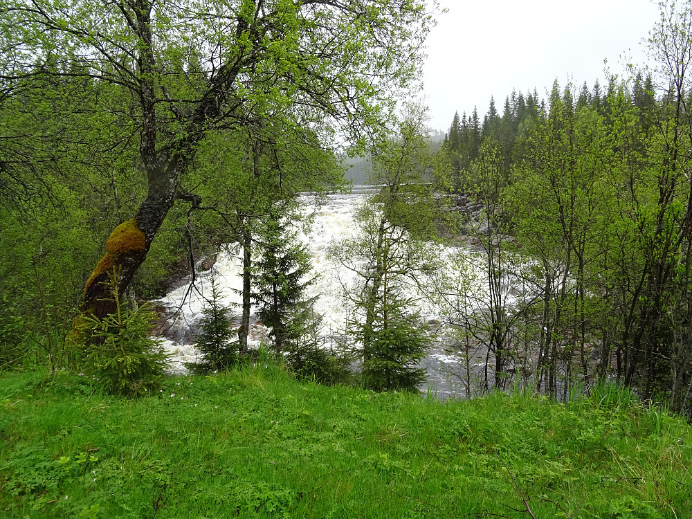 Vannføring i Bongna