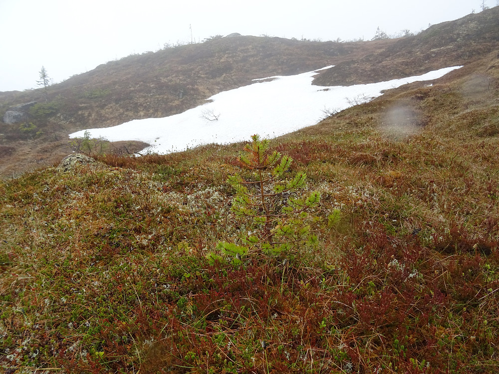 Siste rest av snø