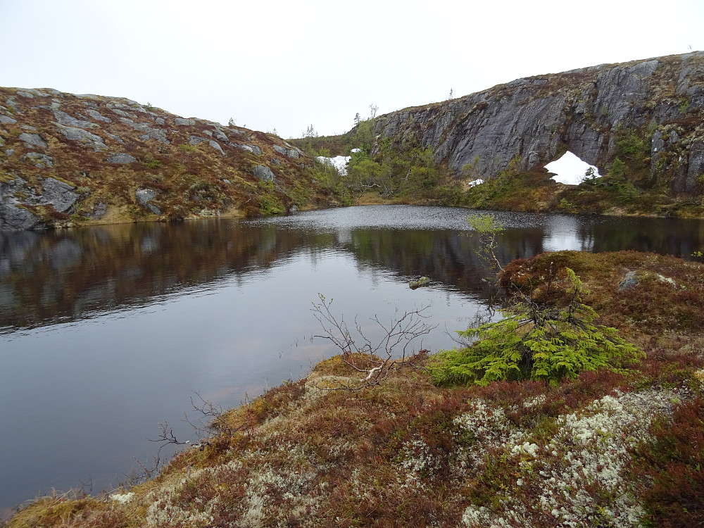 Bukkbladtjønna