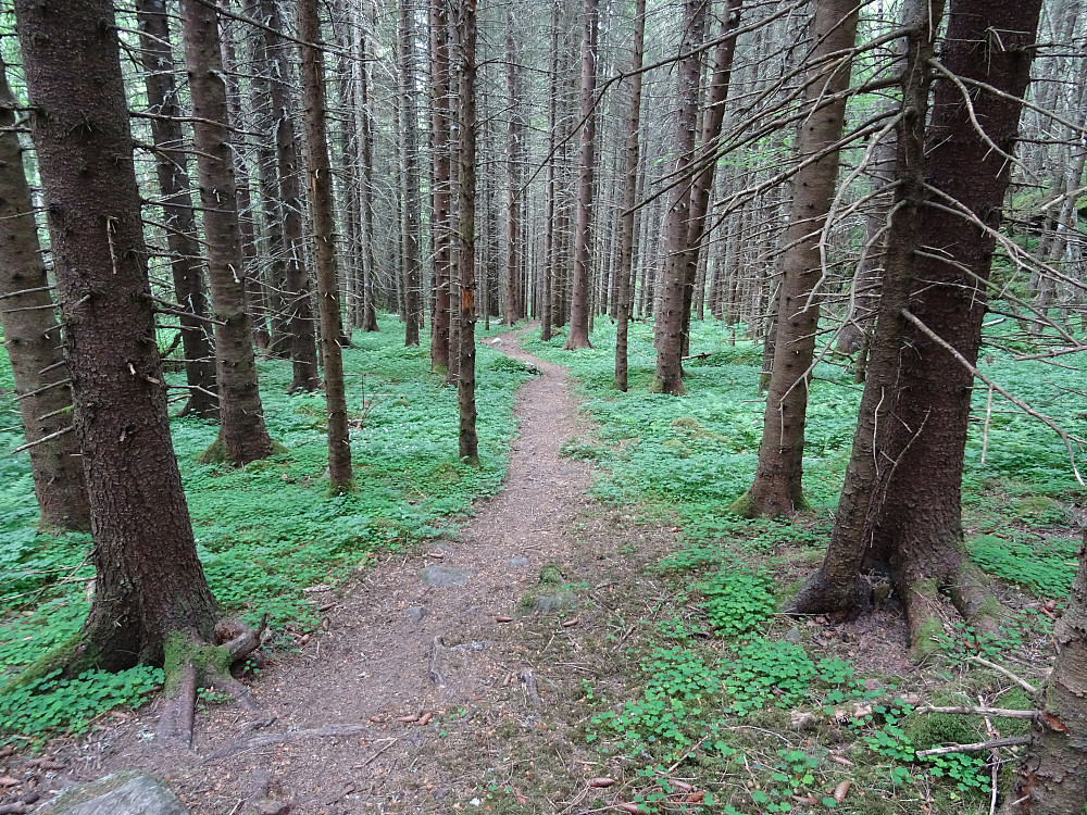 Flott sti i skogen mot Monaplassen