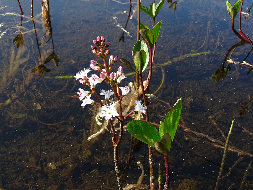 Blomster i Skardsjøen