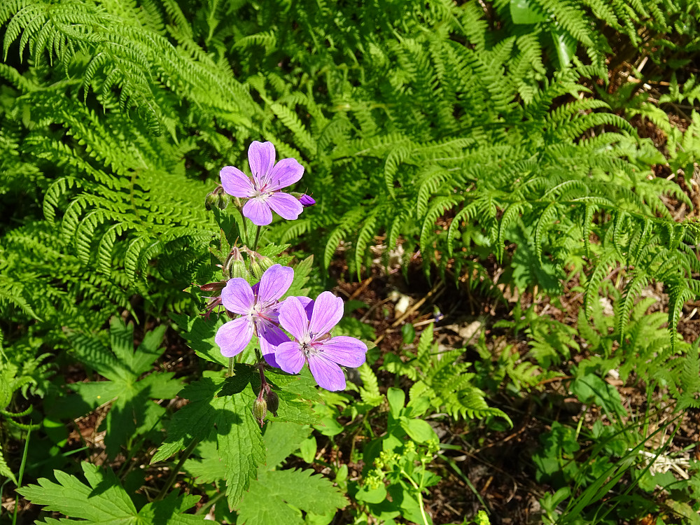 Blomster