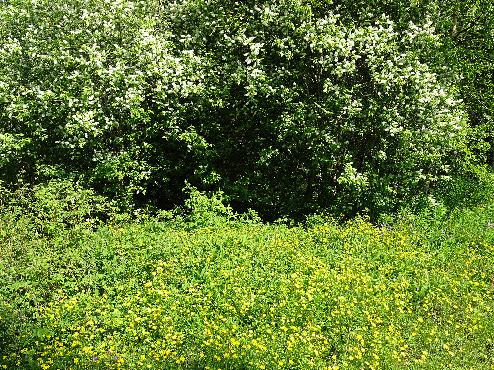 Blomstereng med Hegg bak