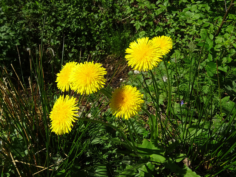 Løvetann