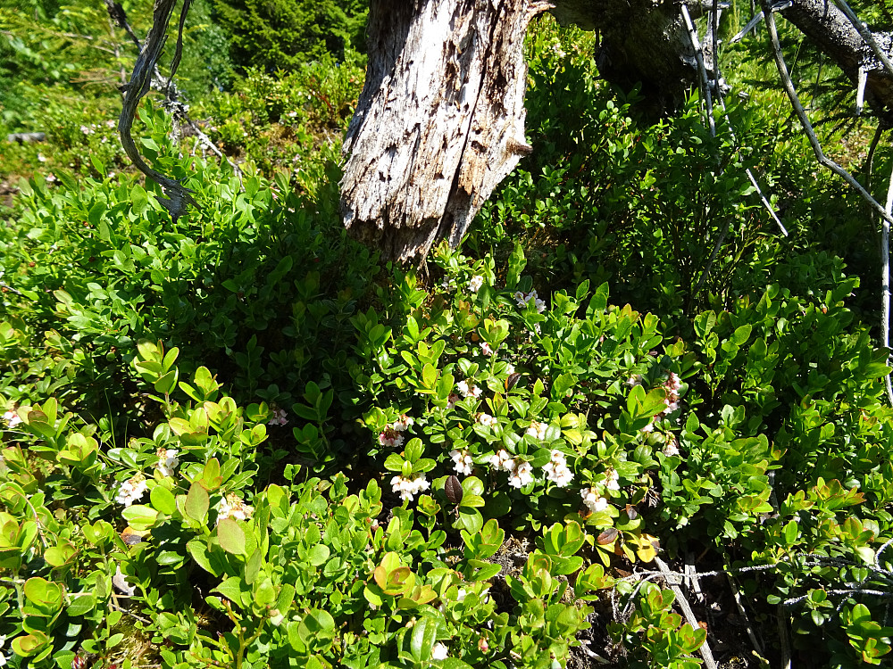 Tyttebærplante