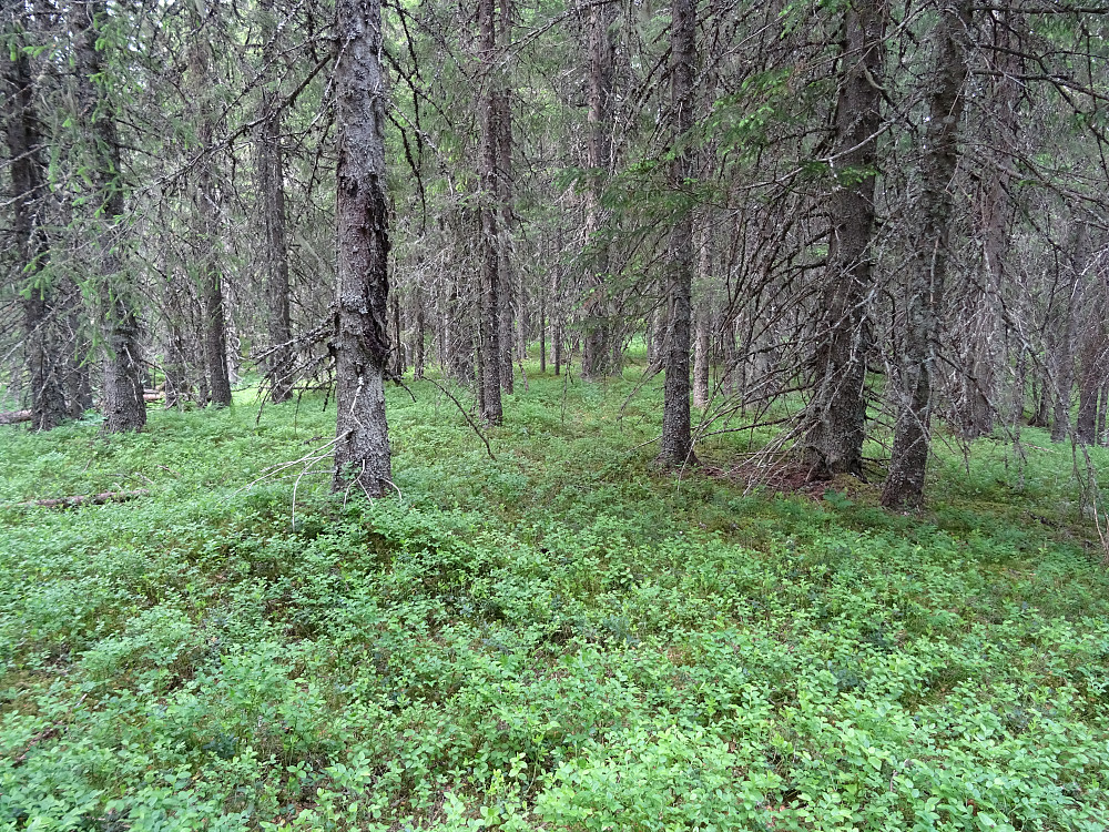 Den flate toppen på Kvitberga