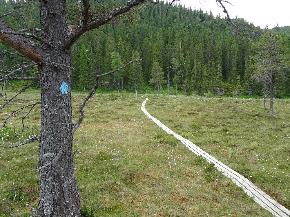 Flott sti over myra mot Slettskardet.