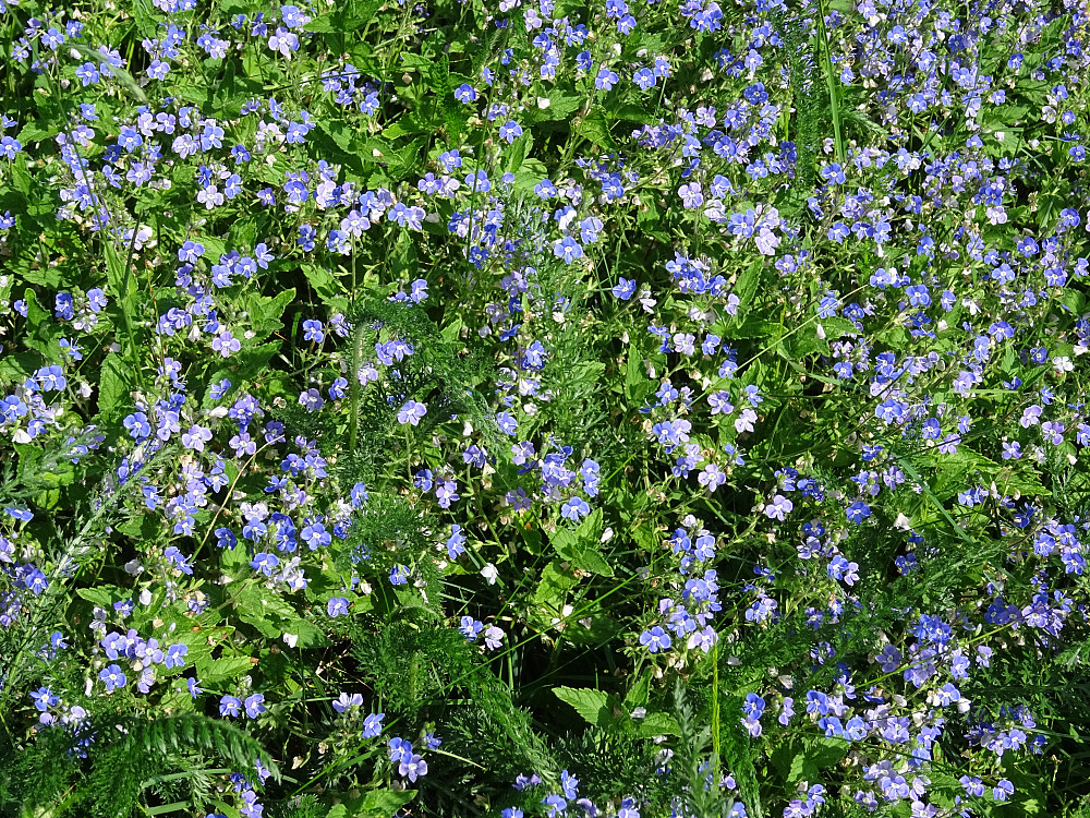 Blomster i alle farger