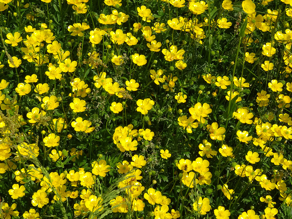 Blomster i alle farger