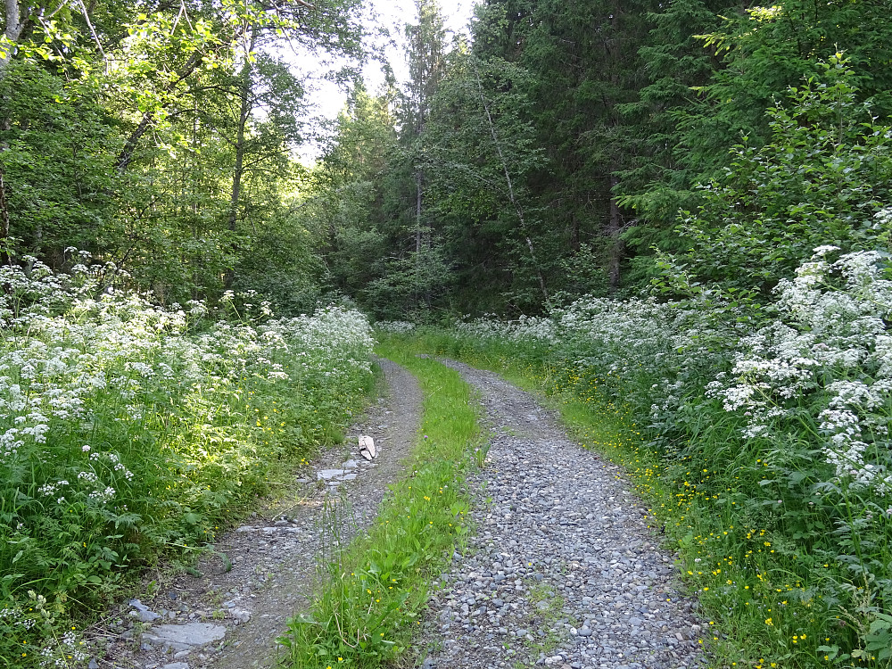 Skogsbilvei opp Hesjedalen
