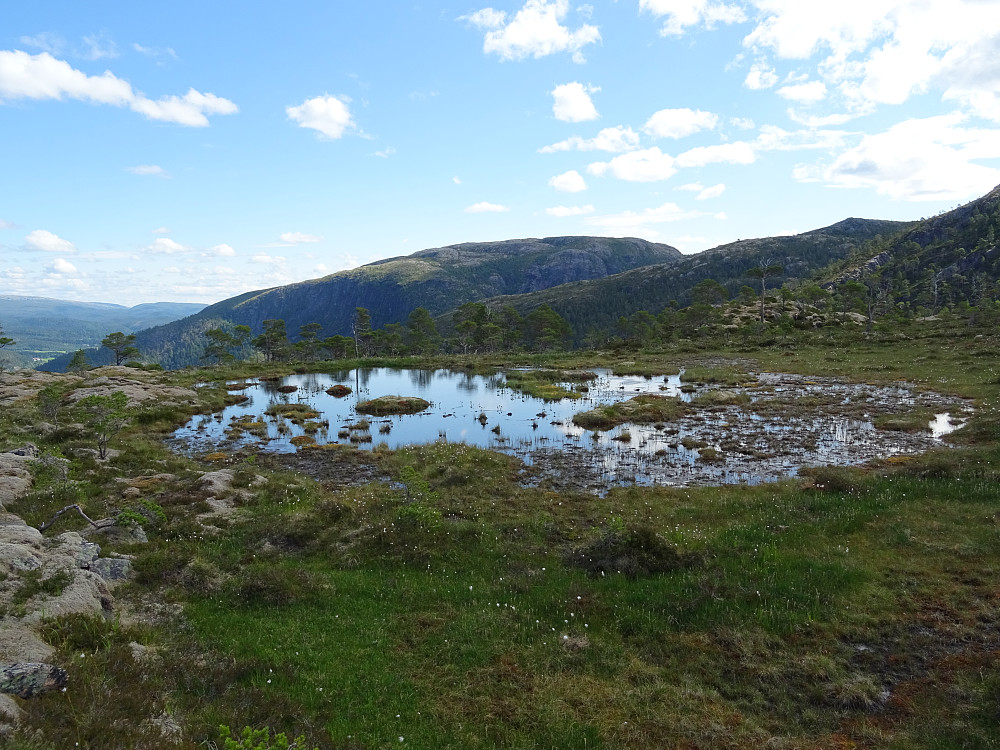 En flott myrtønn på Storskardfjellet. Strandafjellet i bakgrunnen.