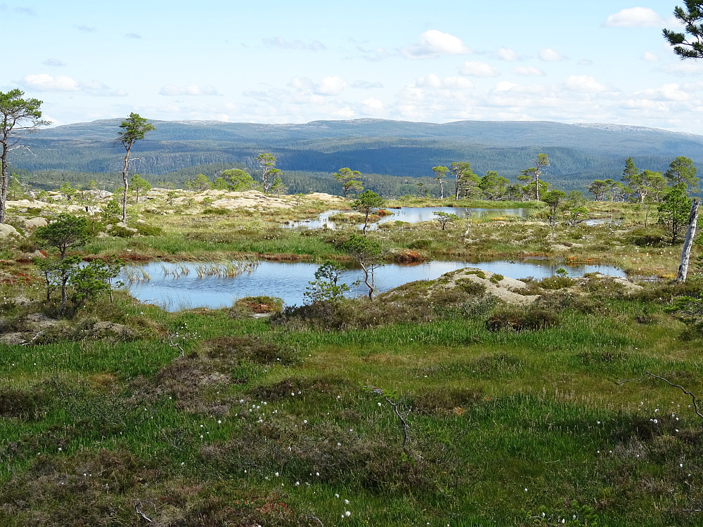 De to tjønnene på Storskardfjellet. (Like før Nøkkgulltjønna)