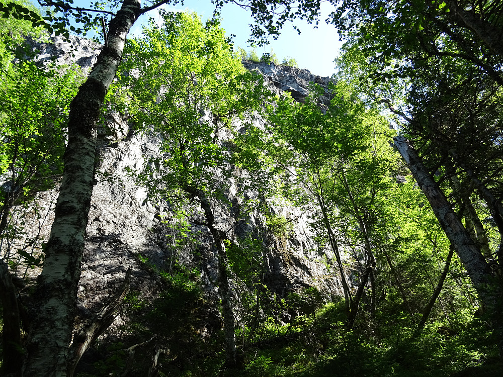 Storflauget