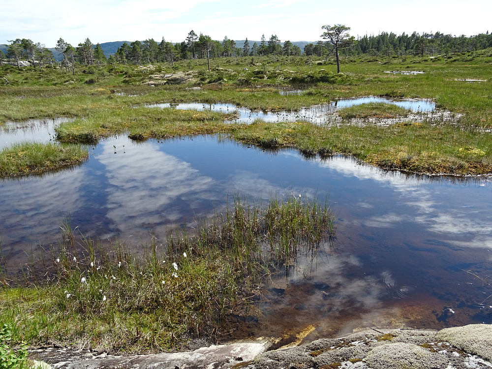 Myrtjønn