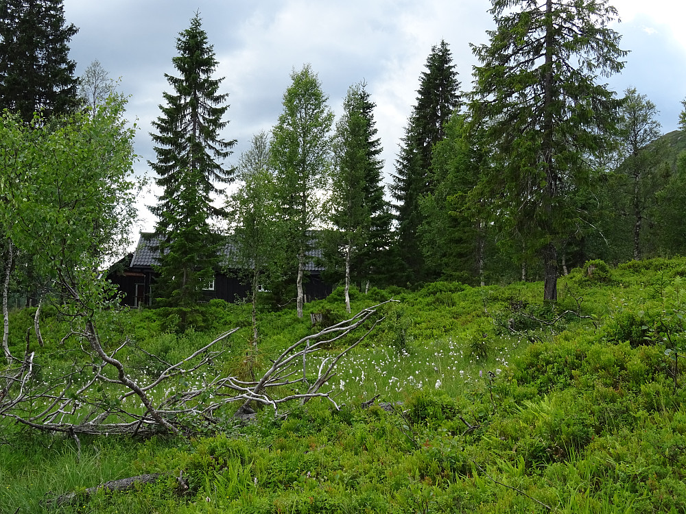 Småvassliseteren