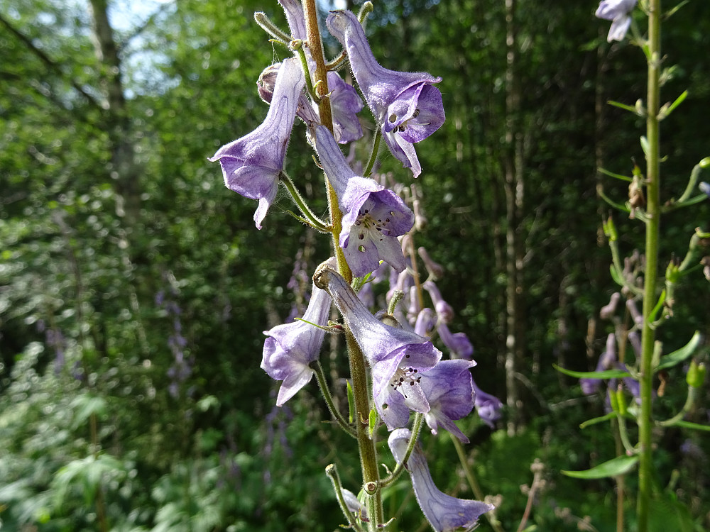 En blomst