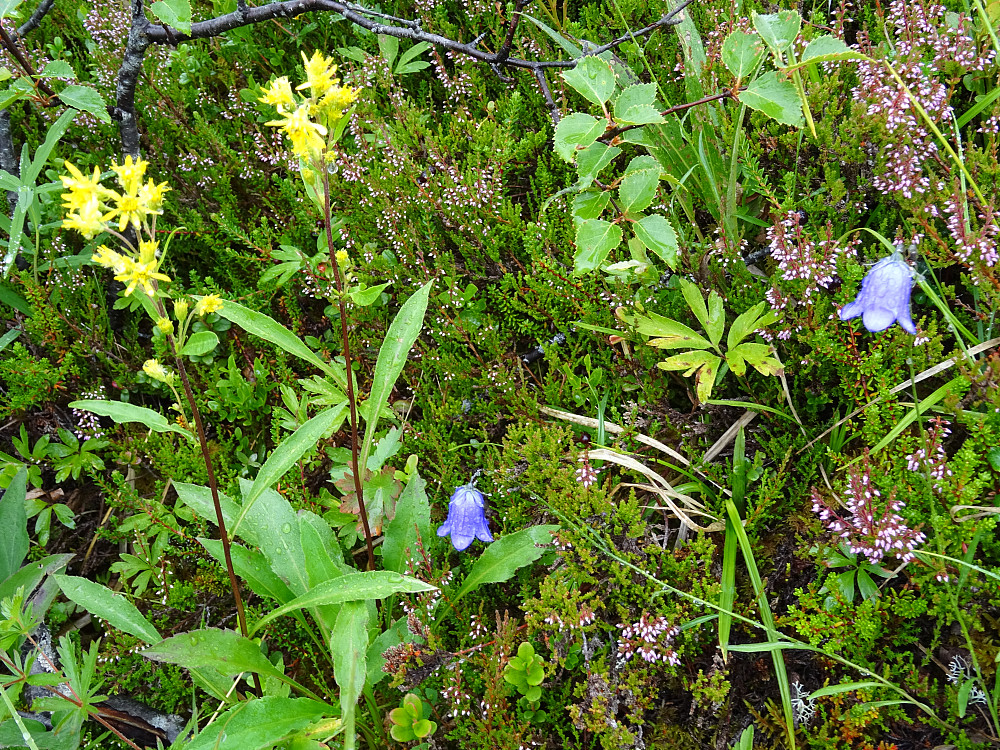 Blomster